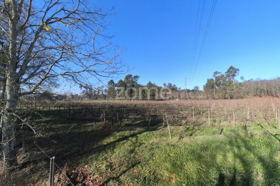 Terreno para Venda em Barreiros Foto 15