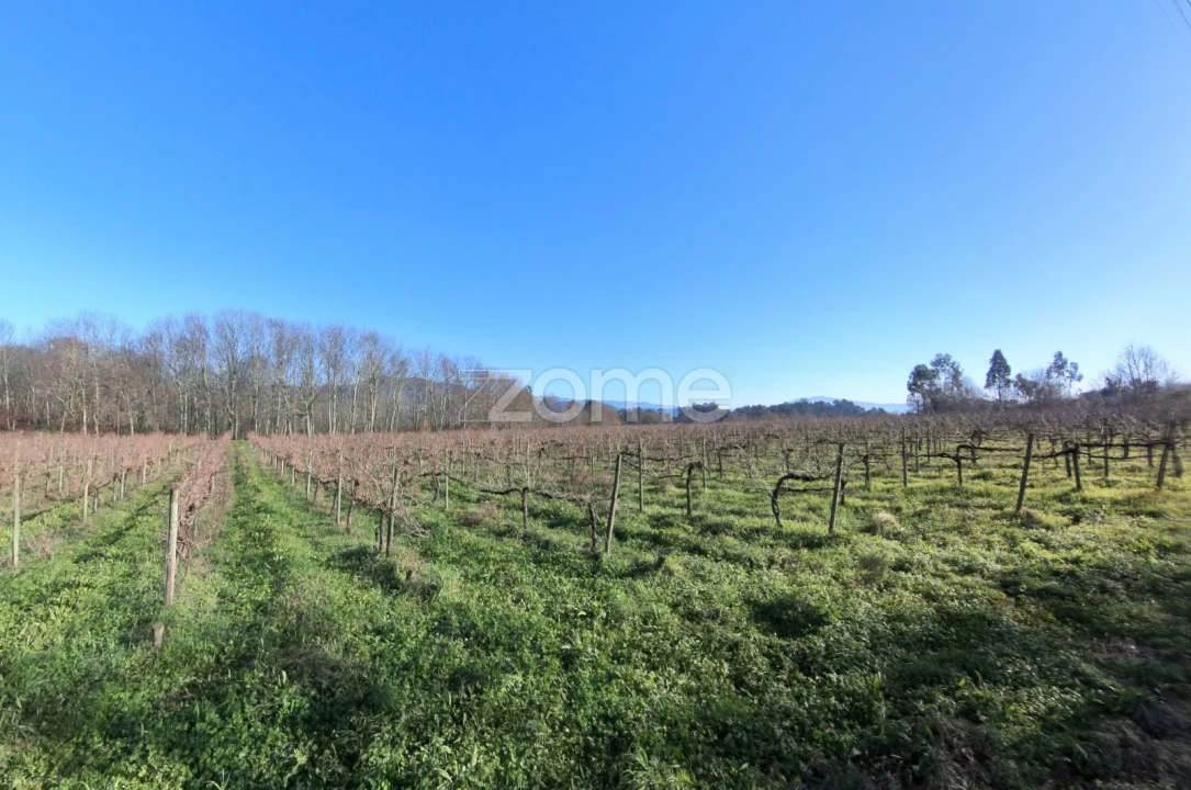 Terreno para Venda em Barreiros Foto 16
