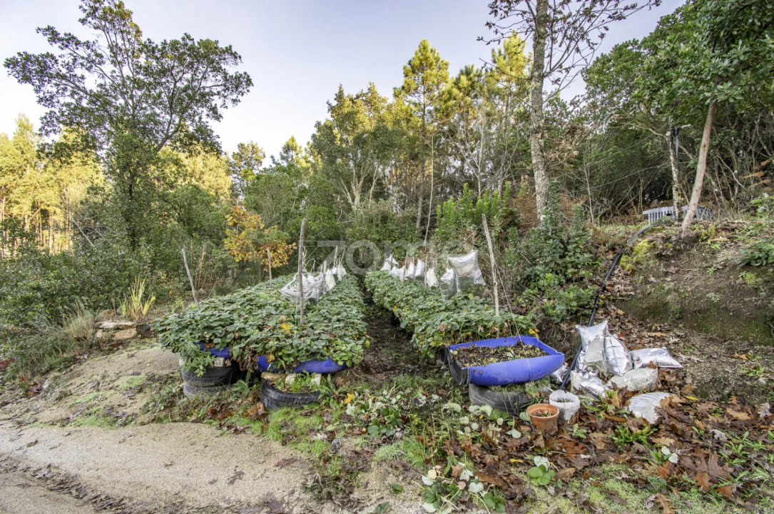 Terreno para Venda em Viseu Foto 14