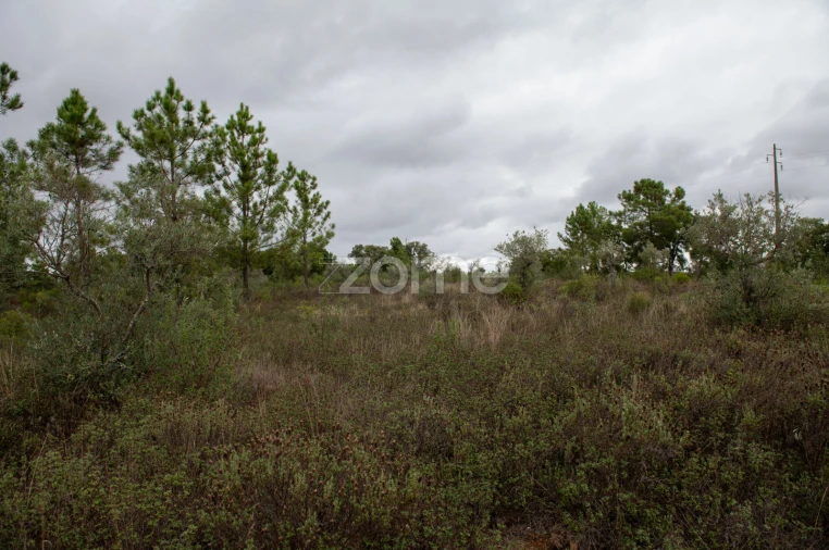 Terreno para Venda em Freixial e Juncal do Campo Foto 4