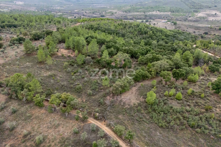 Terreno para Venda em Freixial e Juncal do Campo Foto 13