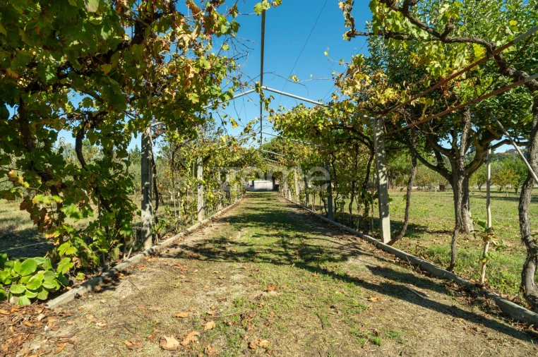 Quinta T3 para Venda em Currelos, Papízios e Sobral Foto 51