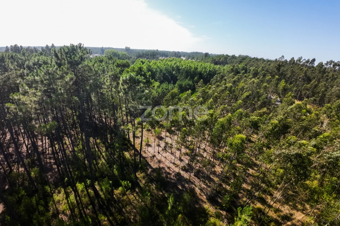 Terreno para Venda em Cantanhede e Pocariça Foto 8