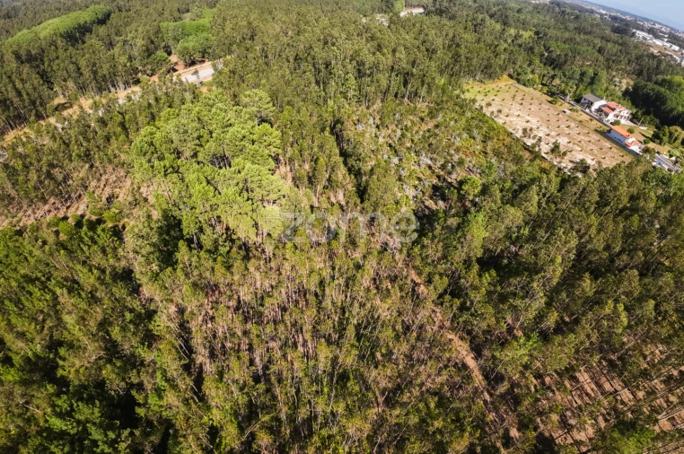 Terreno para Venda em Cantanhede e Pocariça Foto 6