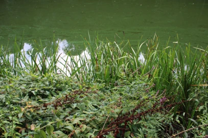 Terreno para Venda em São João de Lourosa
