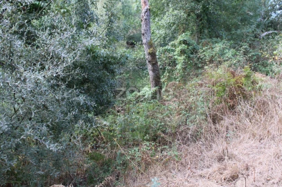 Terreno para Venda em São João de Lourosa
