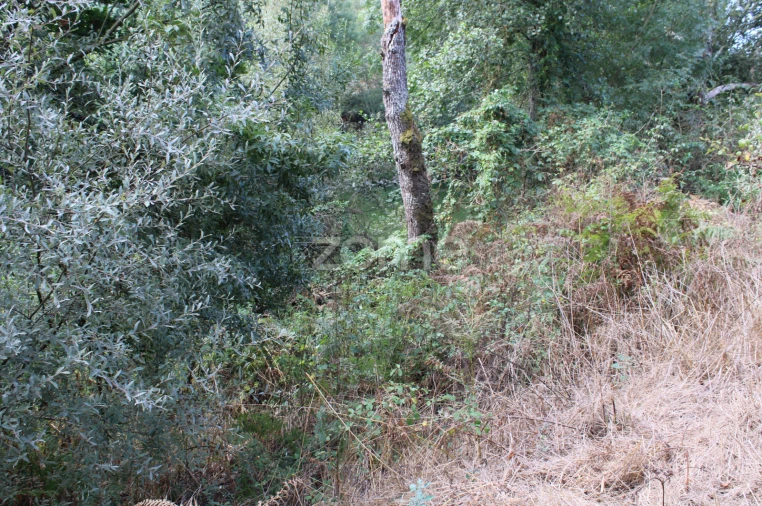 Terreno para Venda em São João de Lourosa Foto 20
