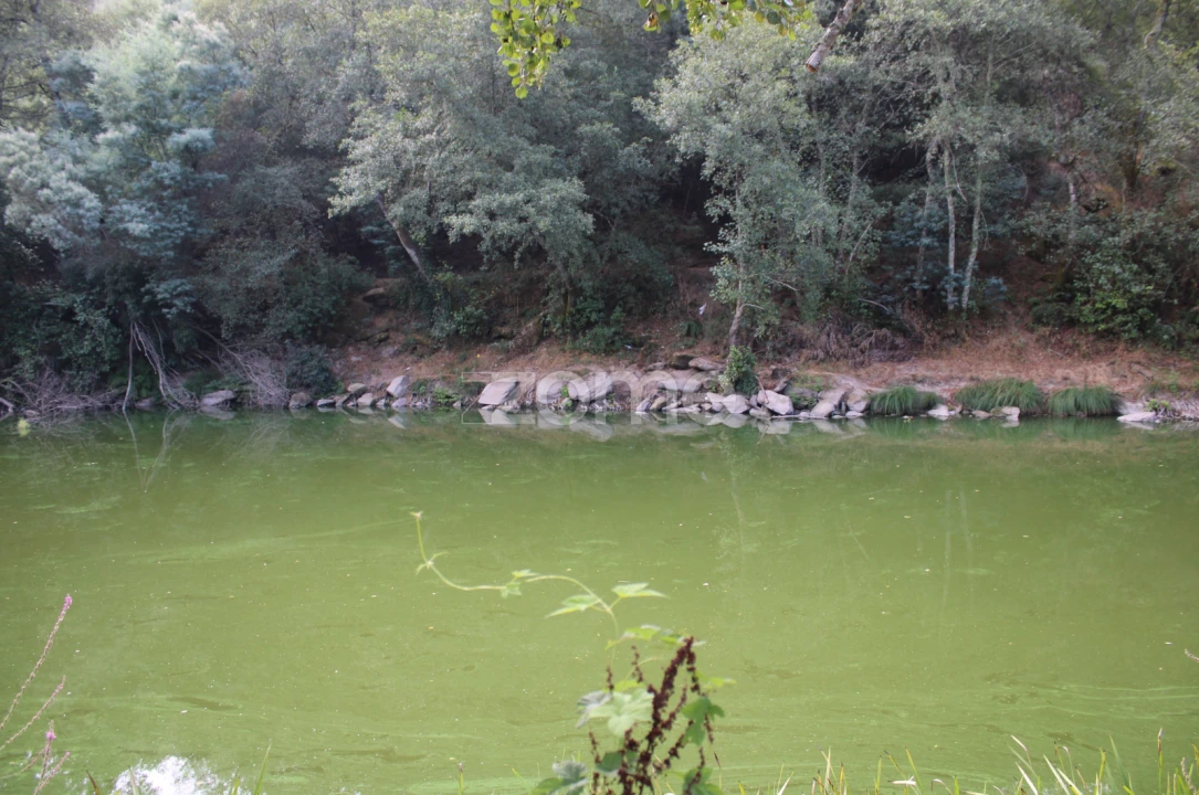 Terreno para Venda em São João de Lourosa Foto 4