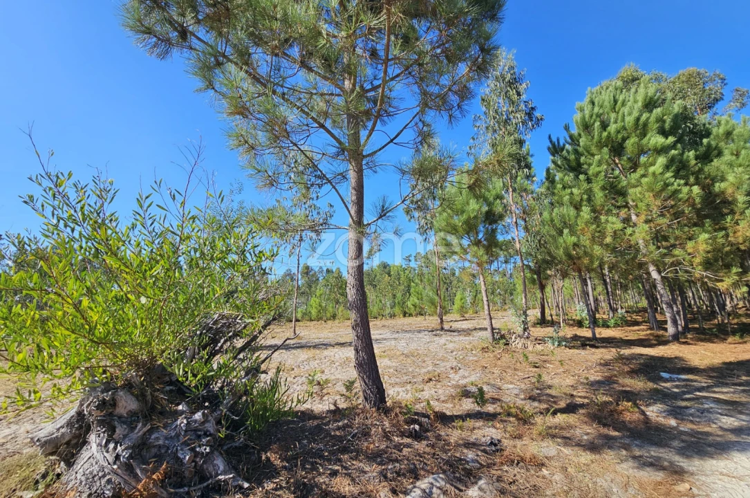 Terreno para Venda em Cantanhede e Pocariça Foto 19