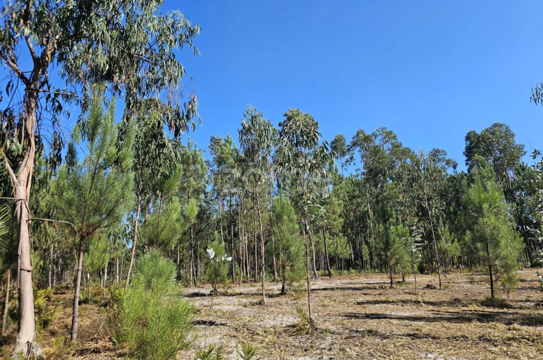 Terreno para Venda em Cantanhede e Pocariça Foto 14