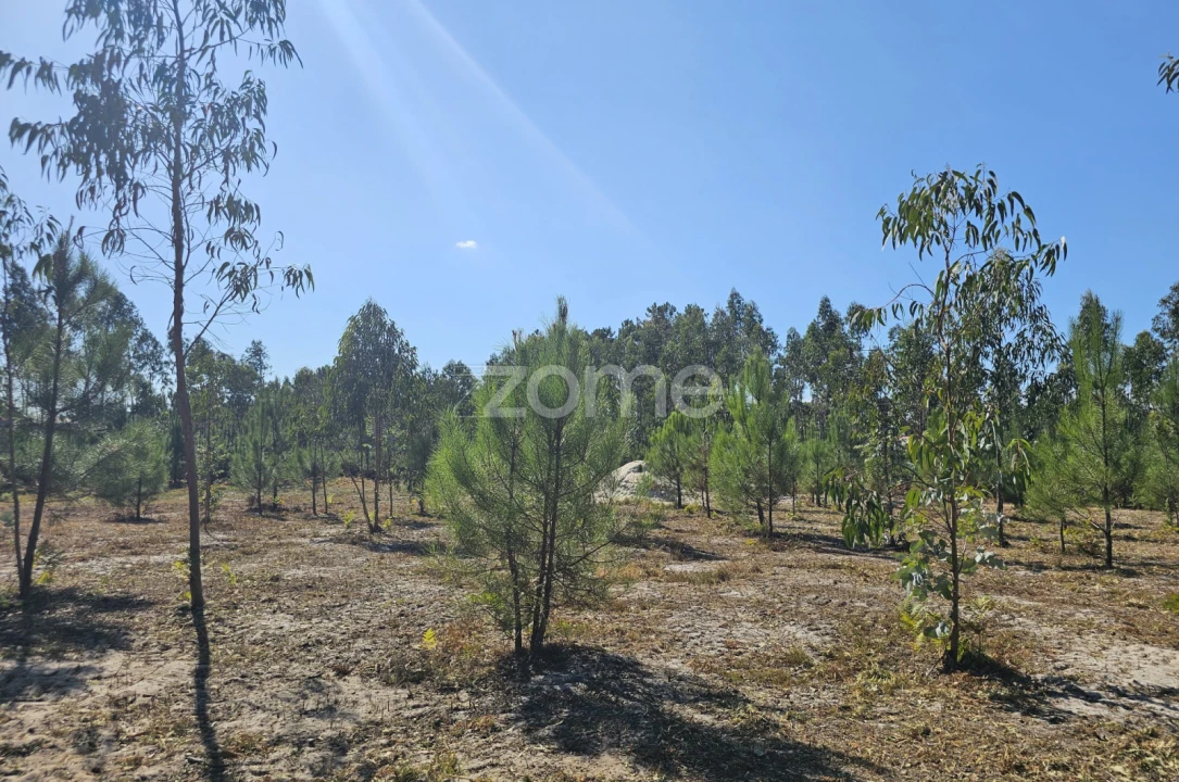 Terreno para Venda em Cantanhede e Pocariça Foto 18