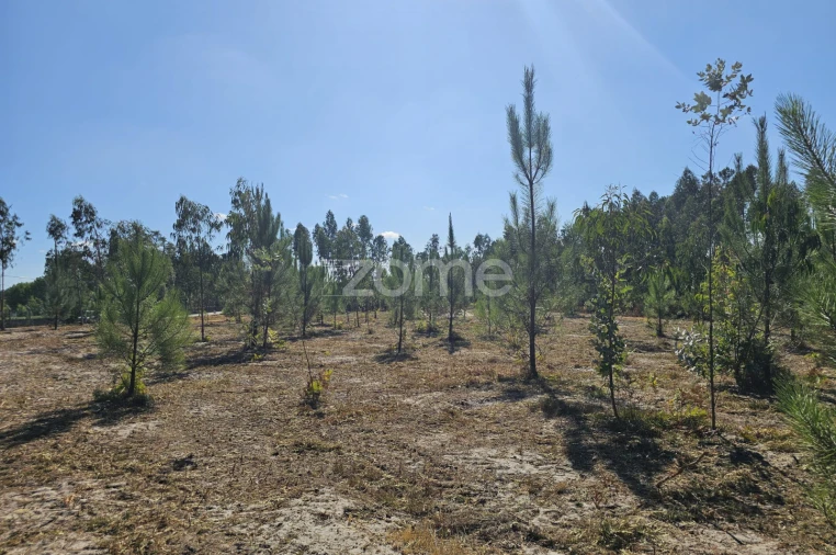 Terreno para Venda em Cantanhede e Pocariça Foto 15