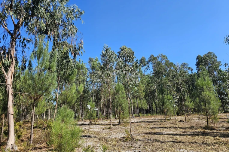 Terreno para Venda em Cantanhede e Pocariça Foto 14