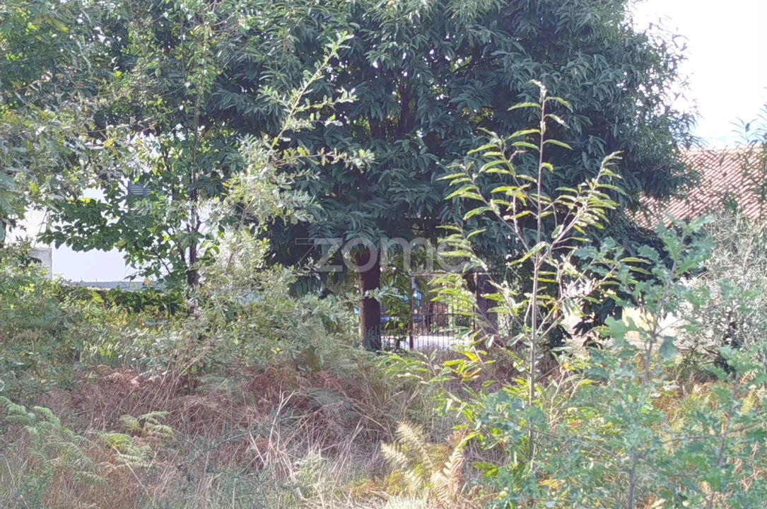 Terreno para Venda em Vilar de Besteiros e Mosteiro de Fráguas Foto 22