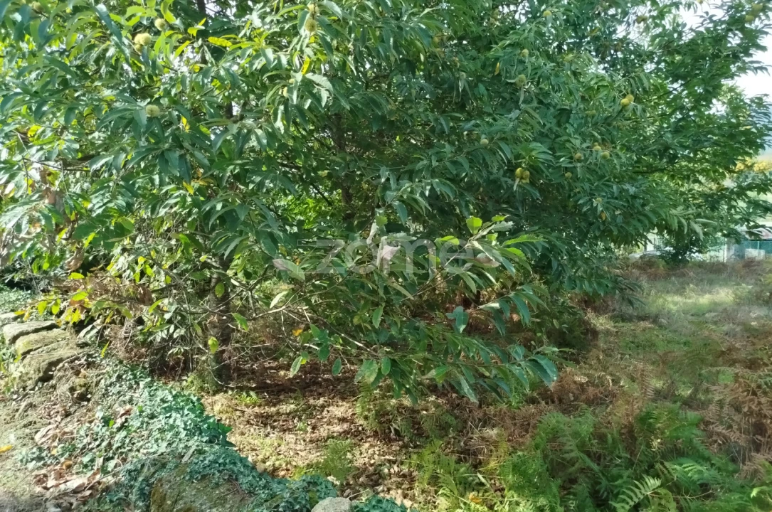 Terreno para Venda em Vilar de Besteiros e Mosteiro de Fráguas Foto 12