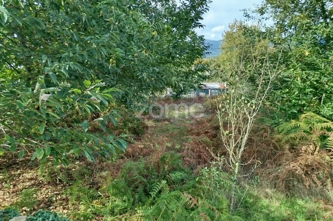 Terreno para Venda em Vilar de Besteiros e Mosteiro de Fráguas Foto 13
