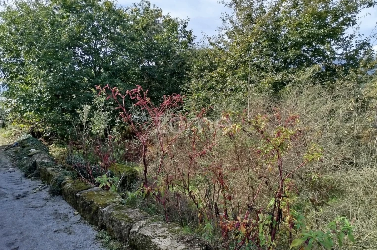 Terreno para Venda em Vilar de Besteiros e Mosteiro de Fráguas Foto 18