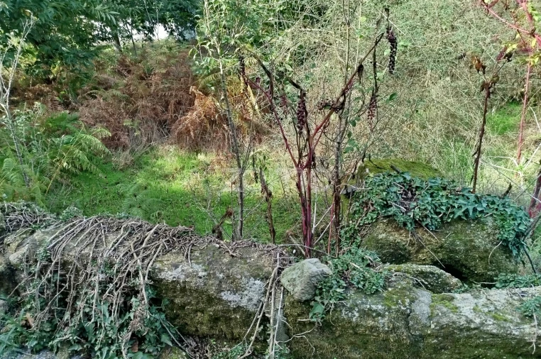 Terreno para Venda em Vilar de Besteiros e Mosteiro de Fráguas Foto 15