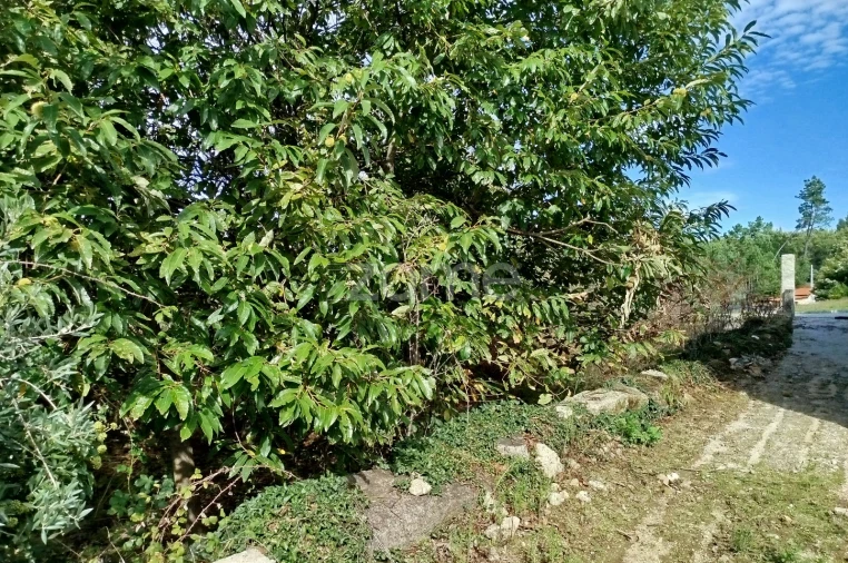 Terreno para Venda em Vilar de Besteiros e Mosteiro de Fráguas Foto 11