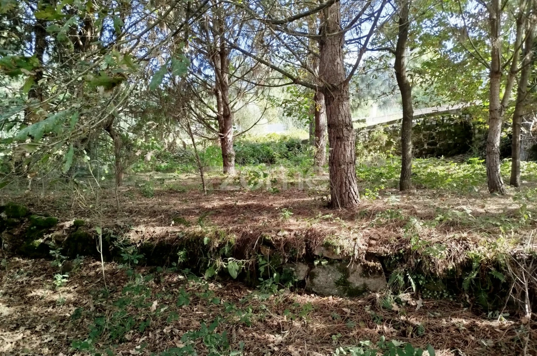 Terreno para Venda em Vilar de Besteiros e Mosteiro de Fráguas Foto 3