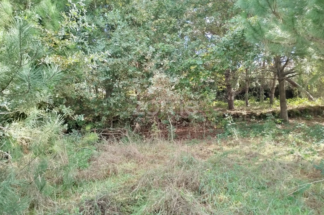 Terreno para Venda em Vilar de Besteiros e Mosteiro de Fráguas Foto 6