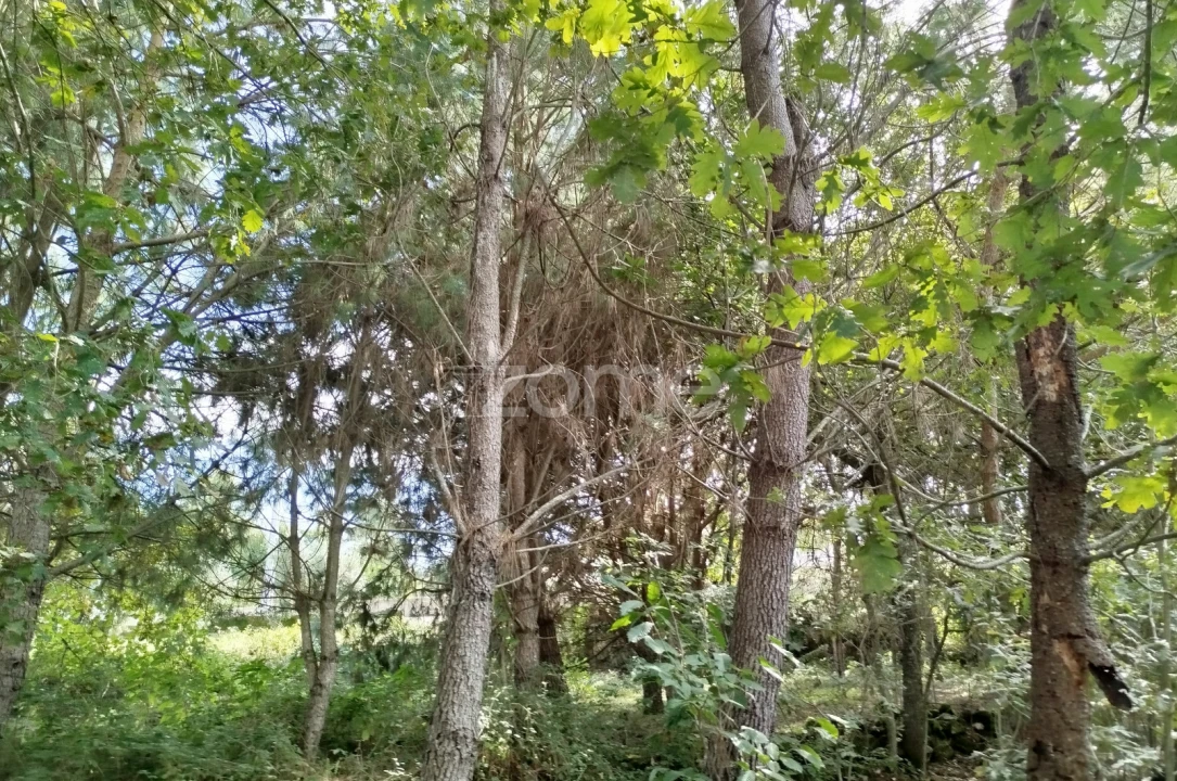 Terreno para Venda em Vilar de Besteiros e Mosteiro de Fráguas Foto 10