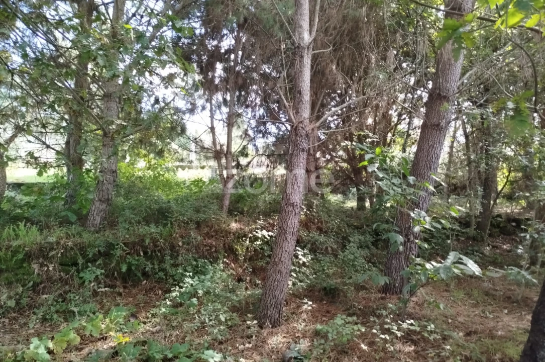Terreno para Venda em Vilar de Besteiros e Mosteiro de Fráguas Foto 15