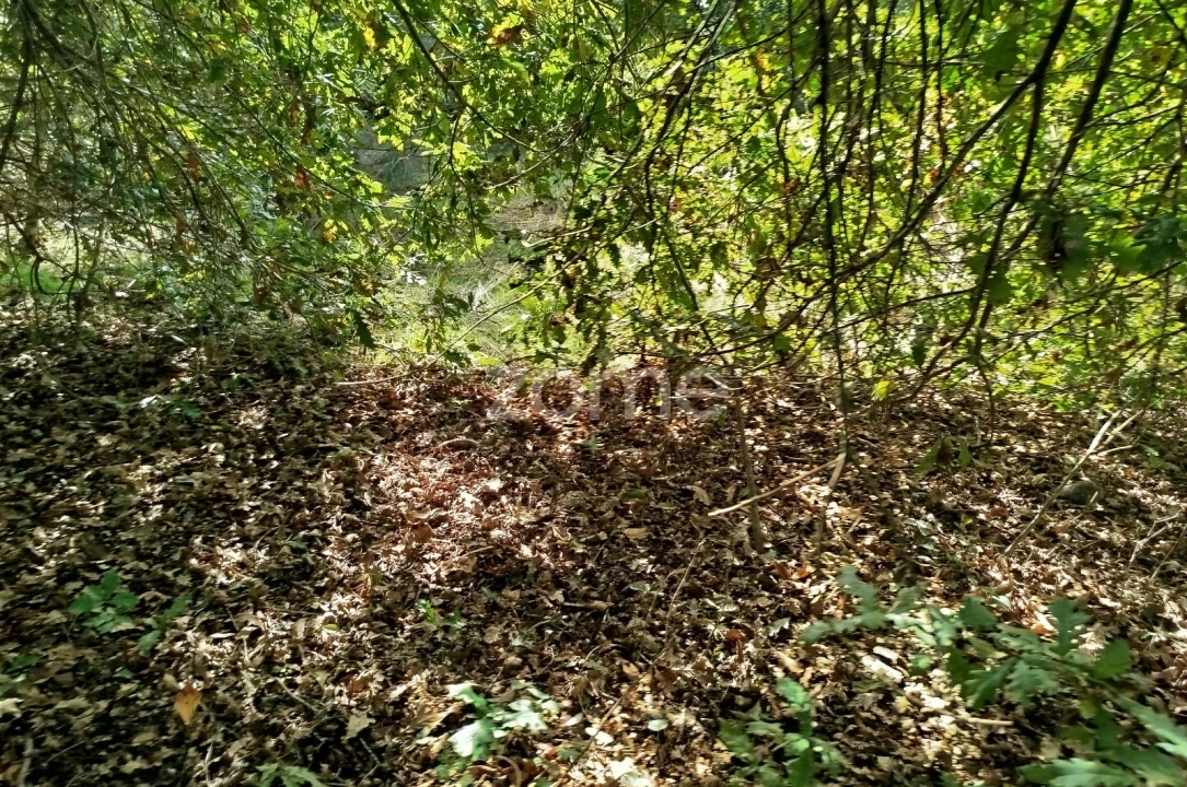 Terreno para Venda em Vilar de Besteiros e Mosteiro de Fráguas Foto 11