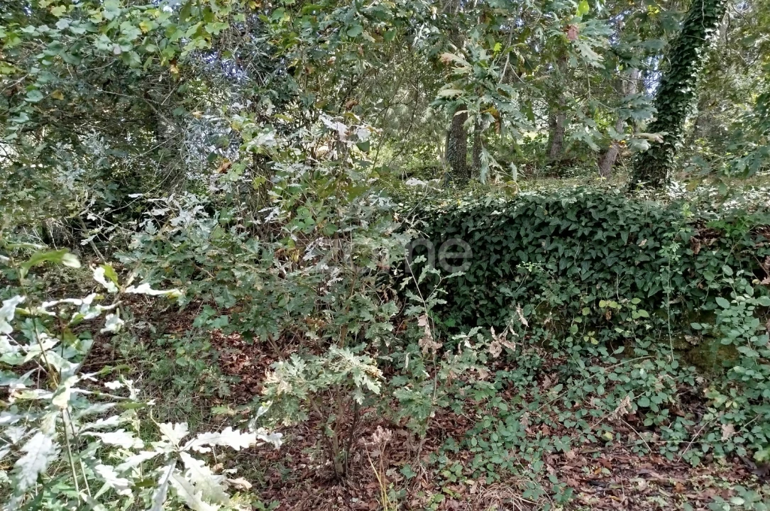 Terreno para Venda em Vilar de Besteiros e Mosteiro de Fráguas Foto 16