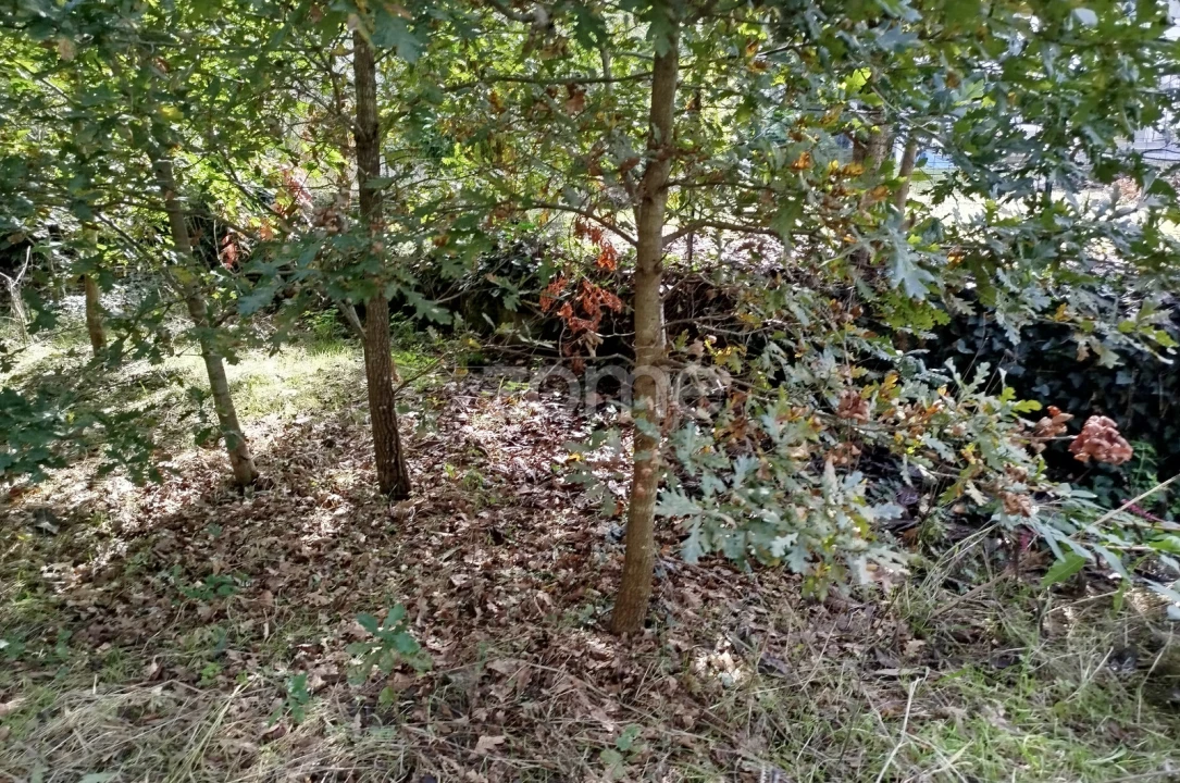 Terreno para Venda em Vilar de Besteiros e Mosteiro de Fráguas Foto 17