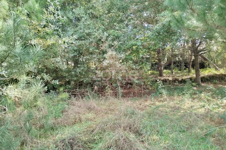 Terreno para Venda em Vilar de Besteiros e Mosteiro de Fráguas Foto 6