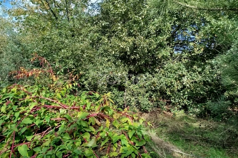 Terreno para Venda em Vilar de Besteiros e Mosteiro de Fráguas Foto 9