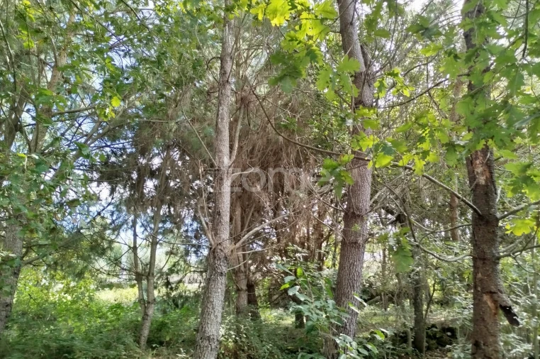 Terreno para Venda em Vilar de Besteiros e Mosteiro de Fráguas