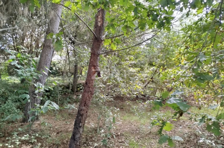 Terreno para Venda em Vilar de Besteiros e Mosteiro de Fráguas Foto 13