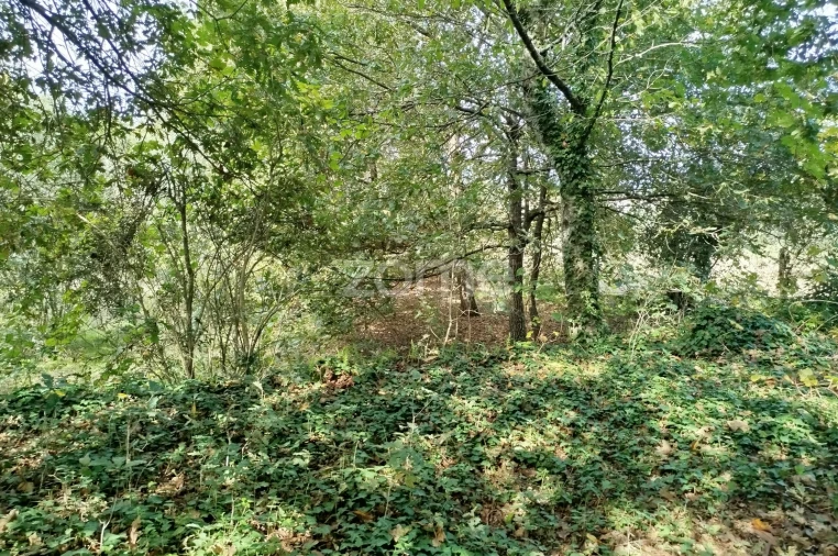 Terreno para Venda em Vilar de Besteiros e Mosteiro de Fráguas Foto 18