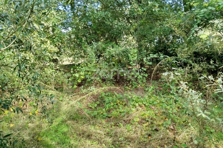 Terreno para Venda em Vilar de Besteiros e Mosteiro de Fráguas Foto 21