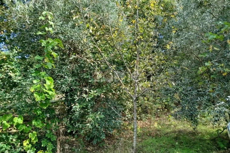Terreno para Venda em Vilar de Besteiros e Mosteiro de Fráguas Foto 24