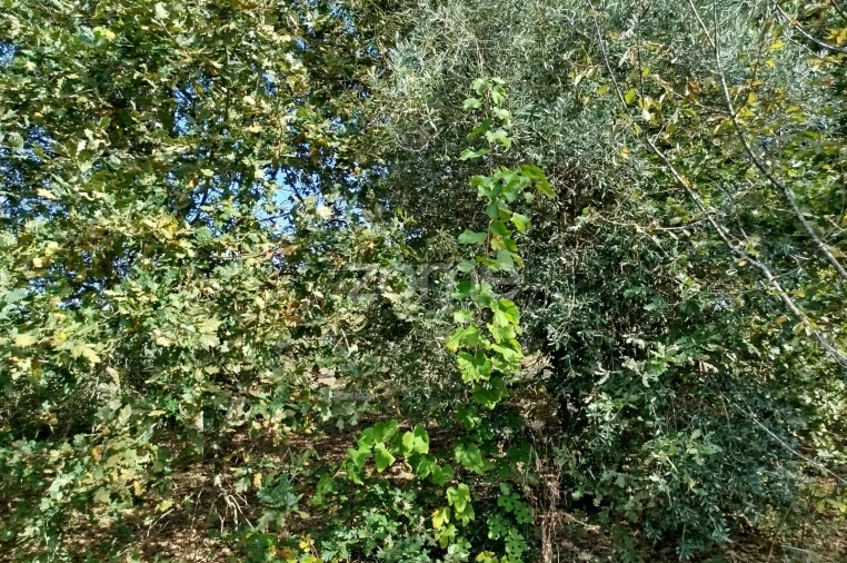 Terreno para Venda em Vilar de Besteiros e Mosteiro de Fráguas Foto 23