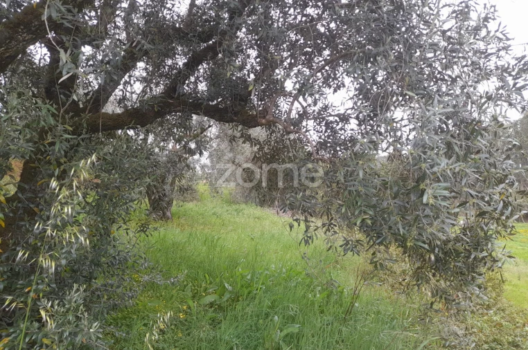 Terreno para Venda em Vinha da Rainha Foto 19