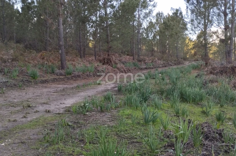 Terreno para Venda em Caxarias Foto 19