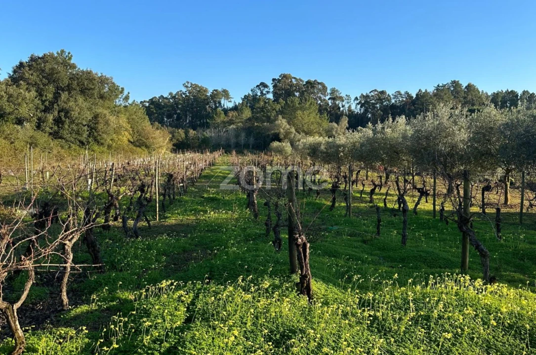 Terreno para Venda em Tamengos, Aguim e Óis do Bairro Foto 10