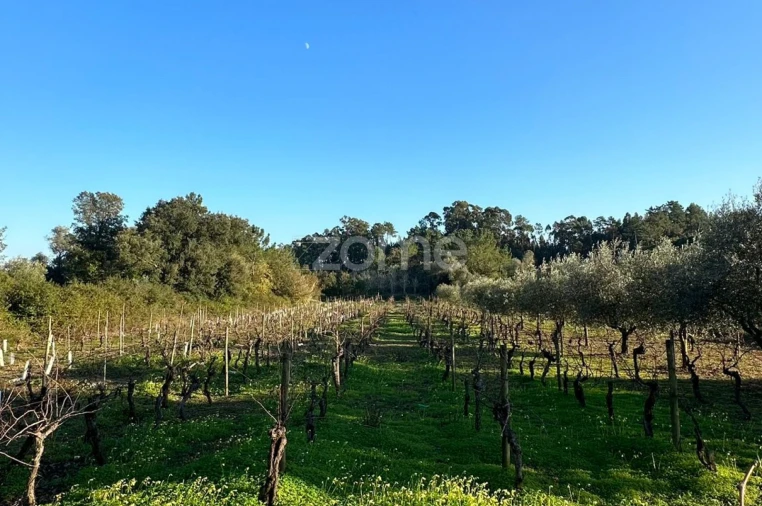 Terreno para Venda em Tamengos, Aguim e Óis do Bairro Foto 11