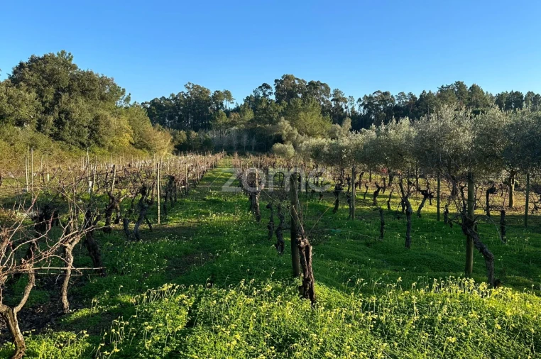 Terreno para Venda em Tamengos, Aguim e Óis do Bairro