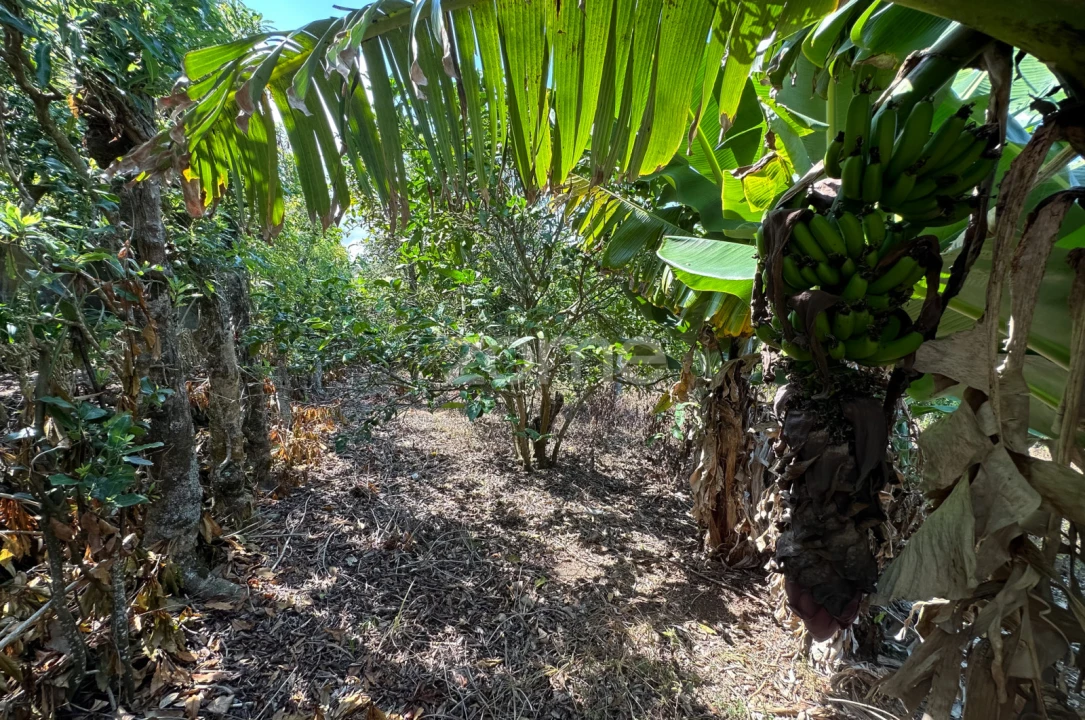 Quinta T5 para Venda em Rabo de Peixe Foto 42