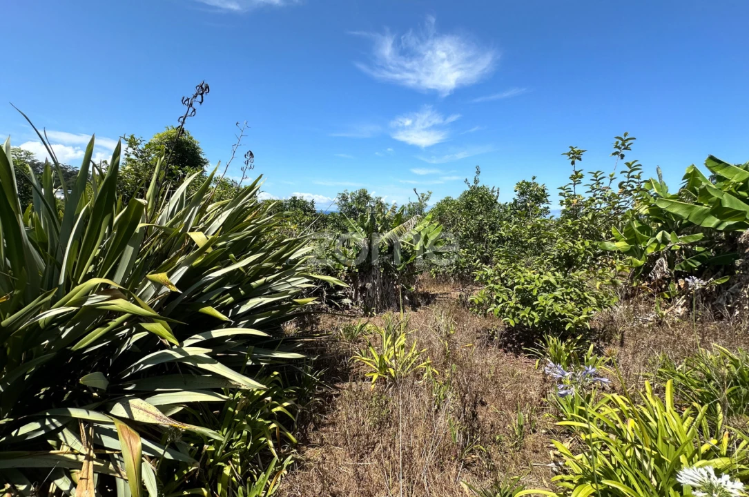 Quinta T5 para Venda em Rabo de Peixe Foto 50