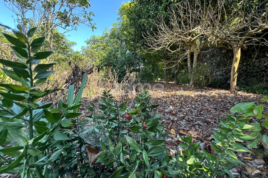 Quinta T5 para Venda em Rabo de Peixe Foto 51