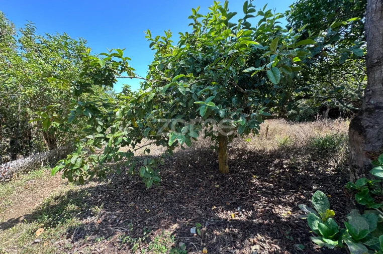 Quinta T5 para Venda em Rabo de Peixe Foto 37