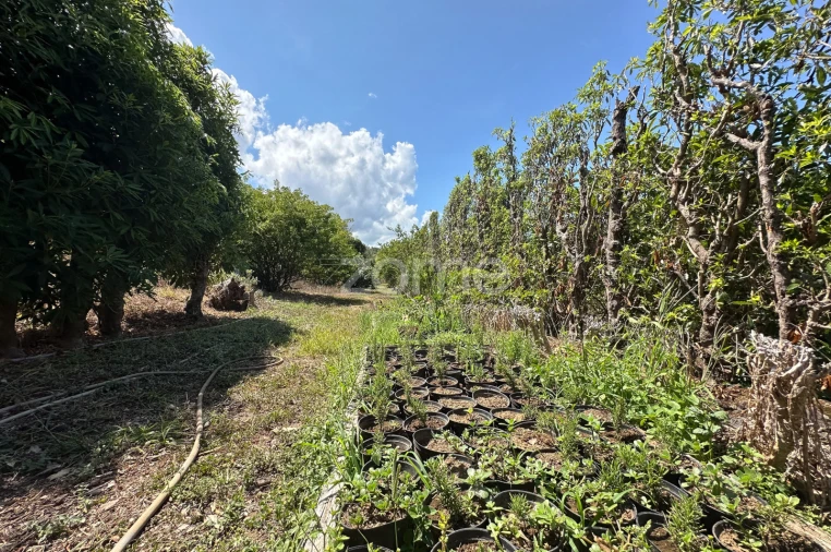 Quinta T5 para Venda em Rabo de Peixe Foto 40