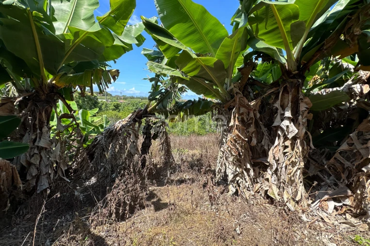 Quinta T5 para Venda em Rabo de Peixe Foto 43