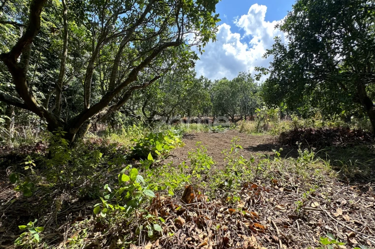 Quinta T5 para Venda em Rabo de Peixe Foto 56